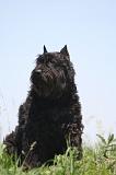 BOUVIER DES FLANDRES 452